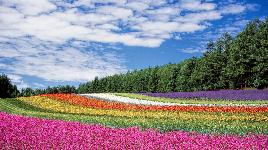 Красочные поля в Японии