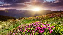 Цветочное поле в горах
