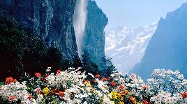 Цветы в горах