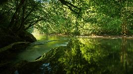 Зеленая вода