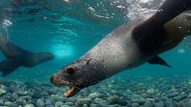 Благодаря толстому подкожному слою жира тюлени способны выдерживать критические температуры водной среды до - 80 градусов по Цельсию!
