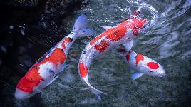 Японцы приписывают им волшебные свойства: из-за многообразия цветов на теле рыбки считалось, что такая рыба приносит счастье и достаток.