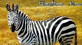 Семейные животные. Некоторые особи образовывают союзы на всю жизнь, не смотря на стадо из сотни зебр. Развивают скорость до 80 км/ч.